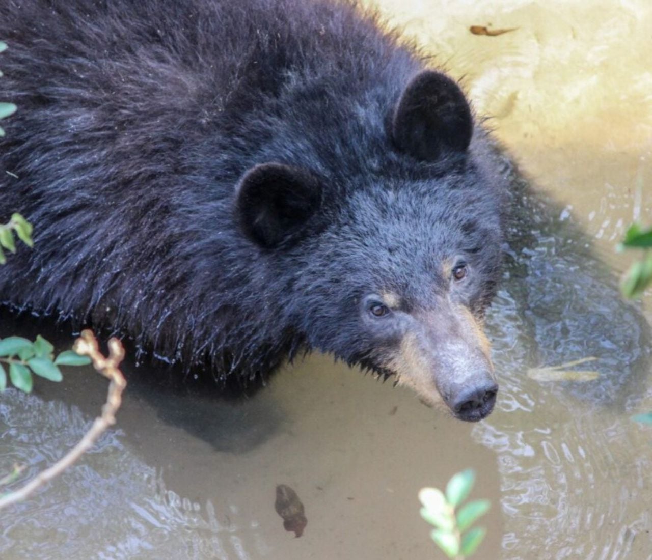 Birmingham Zoo black bears awake, a few pounds lighter after 88 days of hibernation