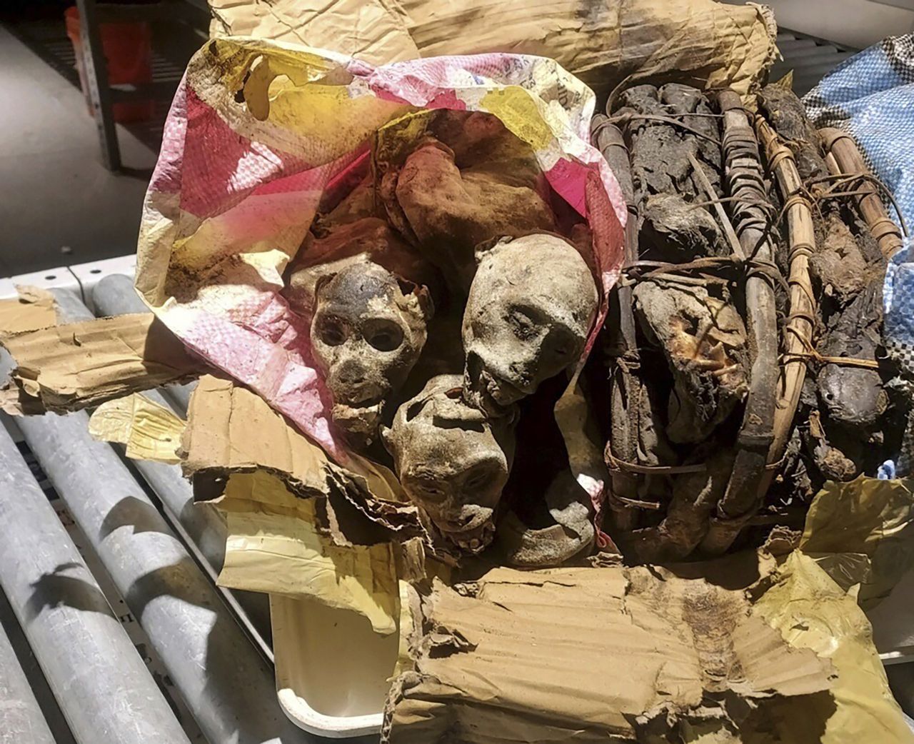 Boston border protection dog finds mummified monkeys in bag of man returning from Africa