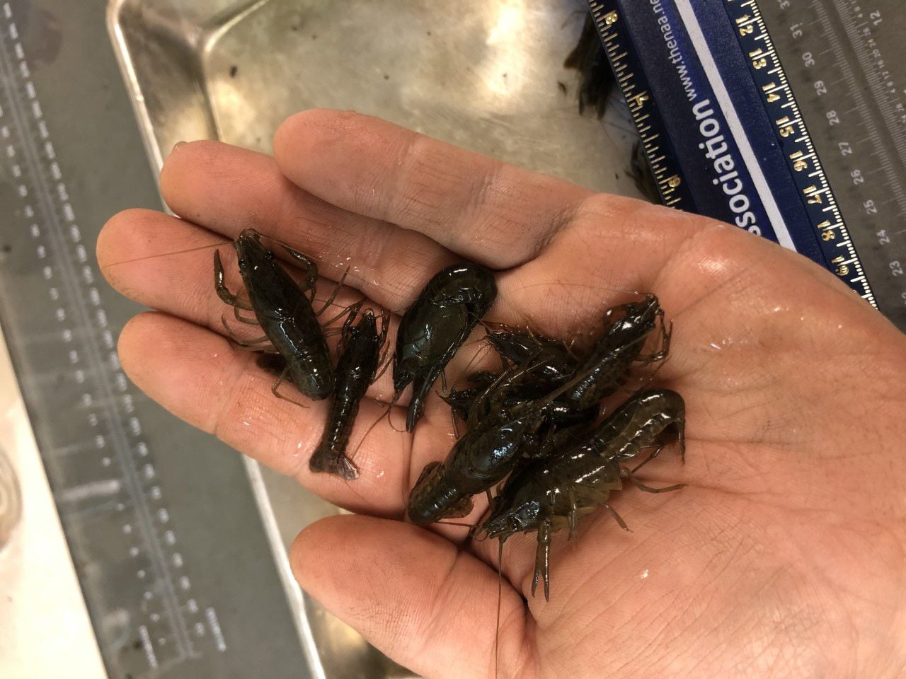 Juvenile crawfish