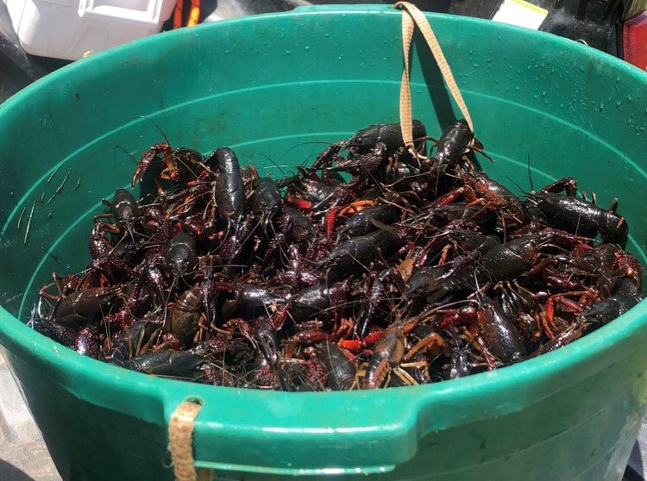 Crawfish collapse: Low availability, skyrocketing prices for mudbugs in 2024