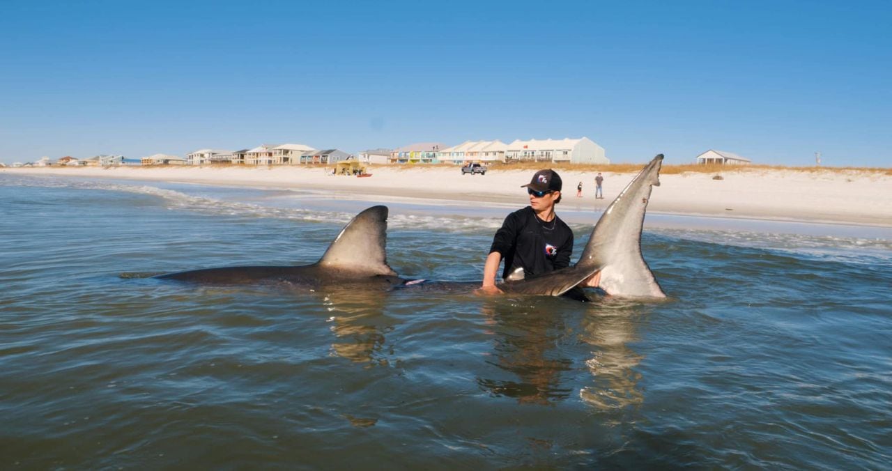 Fishermen who caught great white shark off Alabama beach do it again off Florida coast