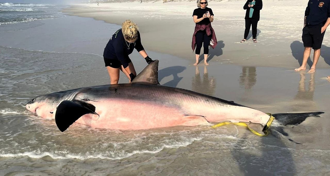 Great White shark washes ashore on Floridaâs Navarre Beach