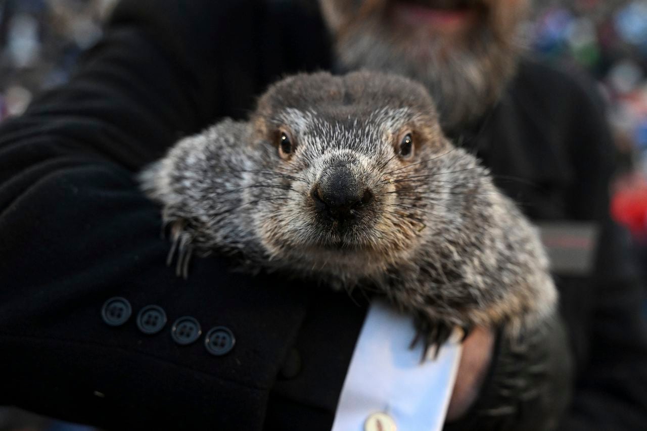 Groundhog Day forecast: What if Punxsutawney Phil sees his shadow? How often is he right?