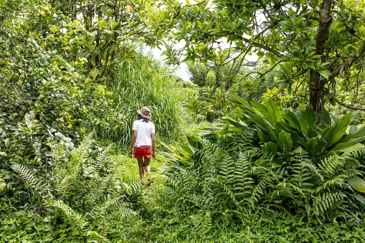 Hawaii pushes for a greener constitution