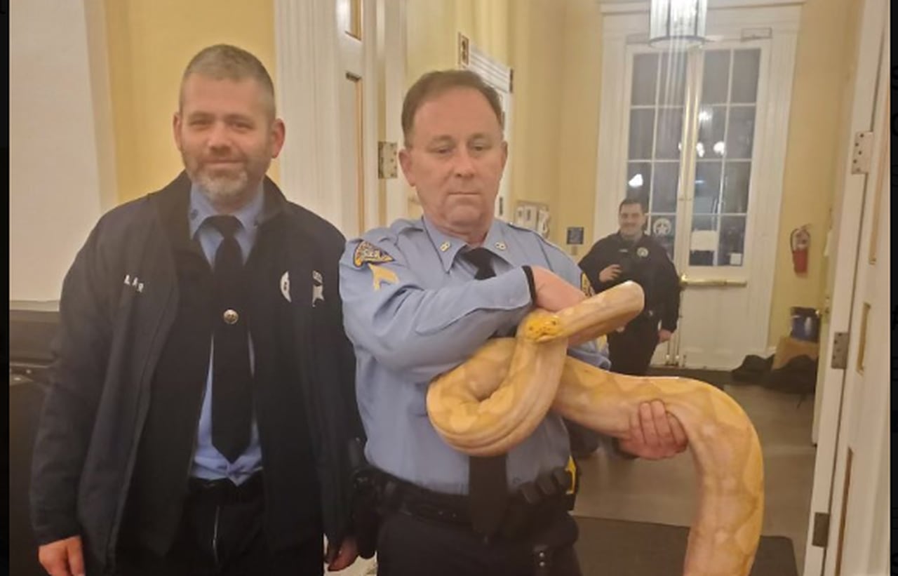 New Orleans police confiscate 10-foot python on Bourbon Street