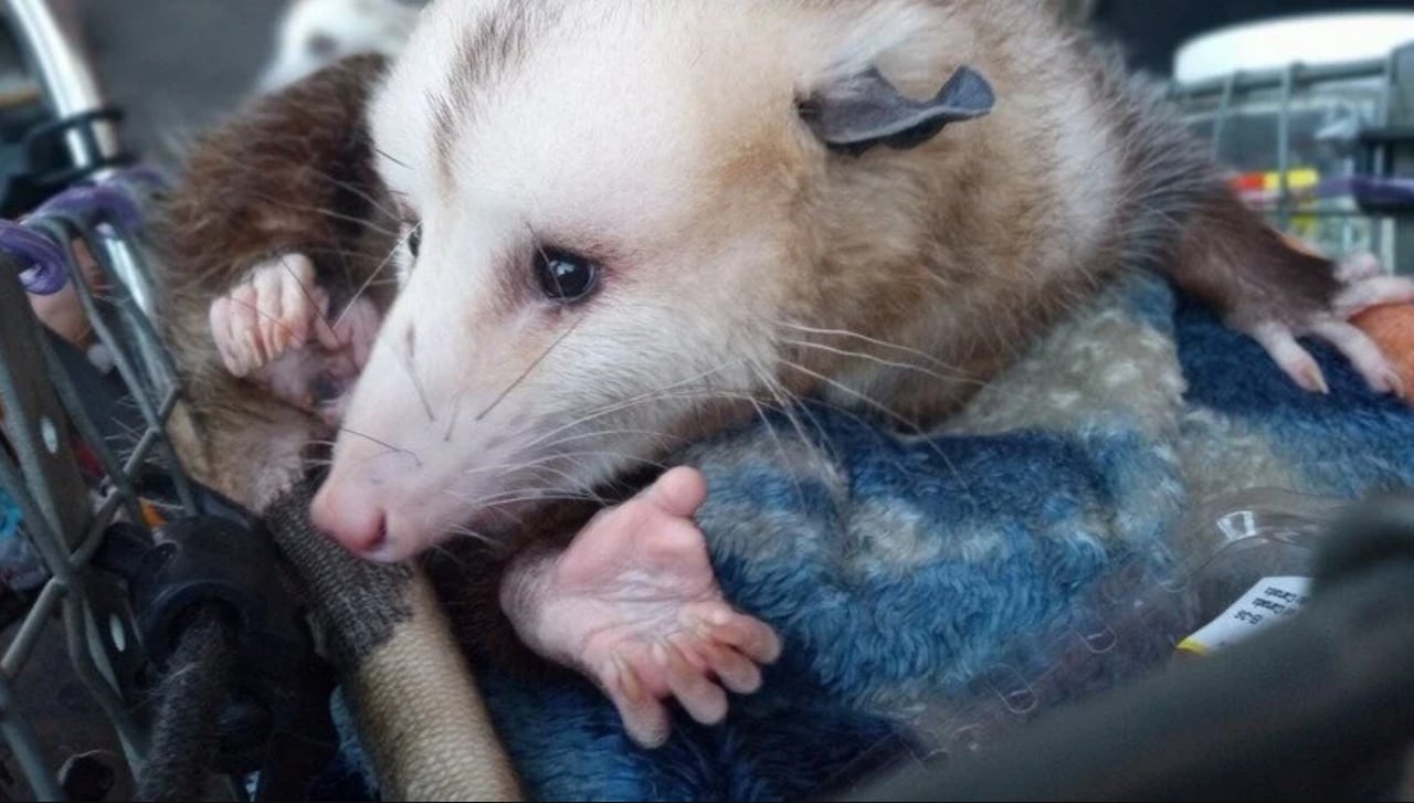 New Orleans police confiscate manâs pet opossum: âFeels like they kidnapped my kidâ