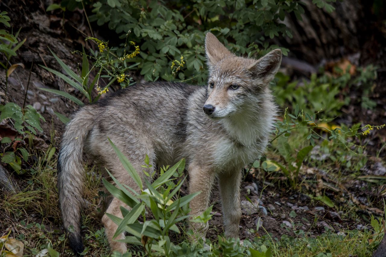 Rhode Island hiker kills rabid coyote with his bare hands after it bites his leg