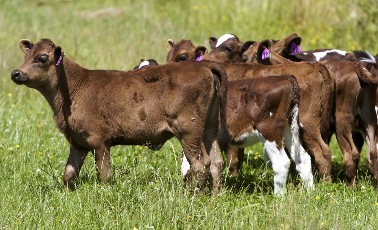 US farms and farmers are on the decline. Can climate action reverse the trend?