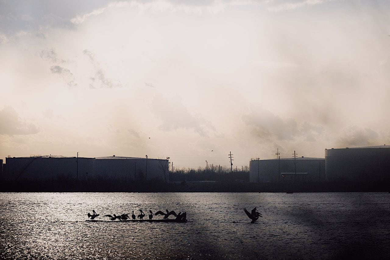 Pelicans standing on drift wood in Mobile River