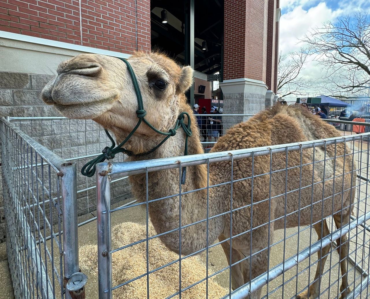 How Auburn brought Loretta, a live camel, to a baseball game