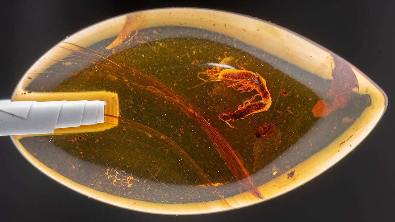 Termites found frozen in amber while mating 38 million years ago