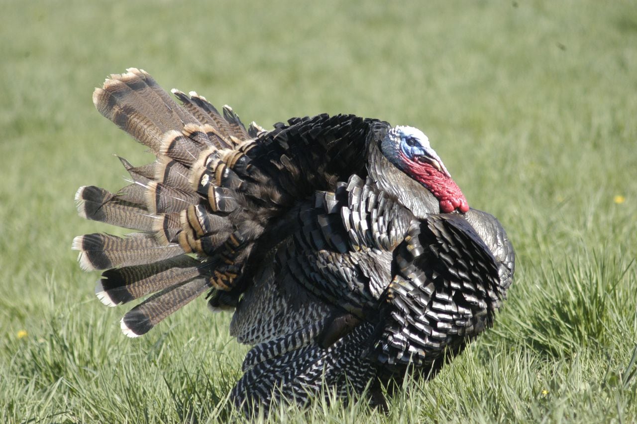 With turkey season on the horizon, it’s a good time to revisit Alabama’s laws